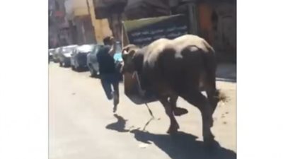 قبل 28 ساعة .. الوراق تسجل أول حالة هروب لـ «عجول عيد الأضحى »