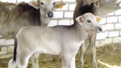 بمناسبة عيد الأضحى..كيف تحصل على قرض البتلو من البنك الزراعي المصري؟