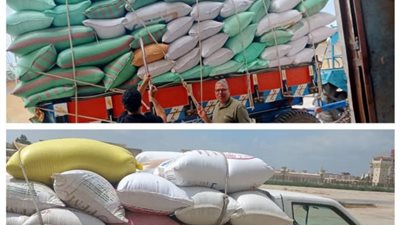 توريد 305 ألف طن قمح  لشون وصوامع البحيرة حتى الآن