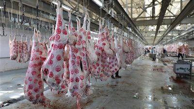 الحبس من عامين حتى 5 مع الغرامة.. ما هى عقوبة ذبح الأضاحي في الشوارع؟