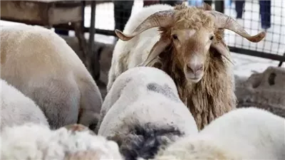 عيد الأضحى حول العالم.. احتفال يجمع الإيمان بالعادات والتقاليد