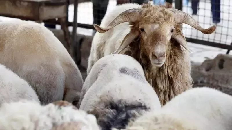 أضحية العيد