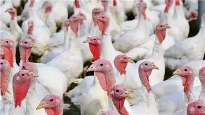 بسبب نقص الثروة الحيوانية .. الديك الرومي بديل للأضحية في المغرب 