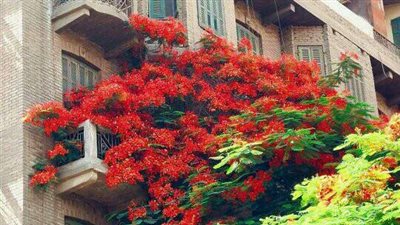 شجرة «البونسيانا».. جمال الطبيعة وظل ينعش المدن الحارة