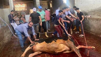 روح الوحدة الوطنية تجمع شباب بورسعيد في مبادرة خيرية لتوزيع الأضاحي