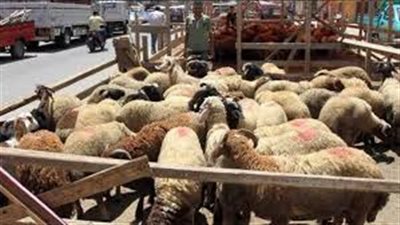 وزير الزراعة يتابع أعمال لجان المرور على شوادر وأماكن بيع الأضاحي 