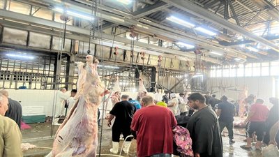 ذبح مجاني.. مجازر الدولة تستقبل آلاف الأضاحي في ثاني أيام العيد