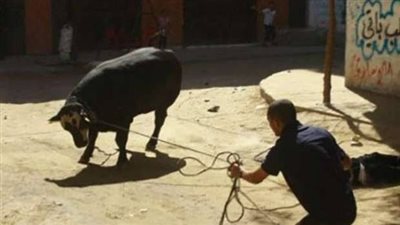 ظاهرة تتكرر سنويًا..روشتة السيطرة على العجول الهاربة في عيد الأضحى