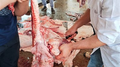 الجيزة:ذبح 2202أضحية للمواطنين بمجازر المحافظة خلال أول وثانى أيام العيد