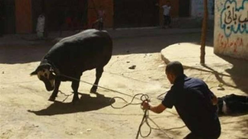 هروب العجول في العيد..