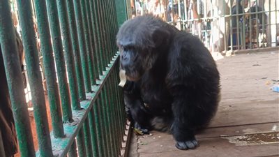 ذكي جداً.. الصغار والكبار يلعبون مع الشمبانزي «كوكو» في حديقة حيوان الفيوم 