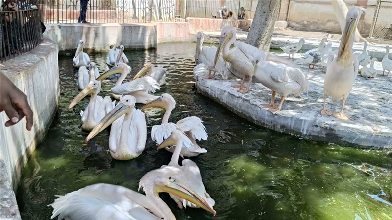 جزيرة البجع بحديقة