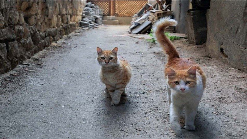 القطط