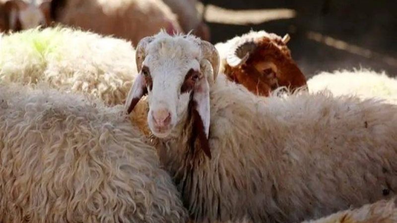 الفرق بين هدي التطوع