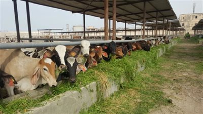 هل قُبلت أضحيتك في عيد الأضحى؟ .. دار الإفتاء توضح علامات القبول