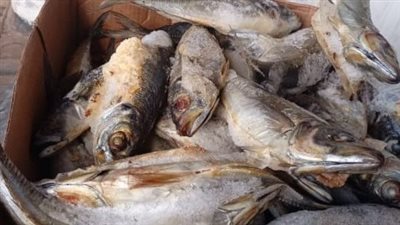ضبط طن أسماك مجهولة المصدر بالمنوفية وتحرير 112 محضر مخالفات مخابز