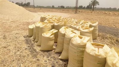 غرفة عمليات لمتابعة القطاع الزراعي واستلام 274 ألف طن قمح ببني سويف 