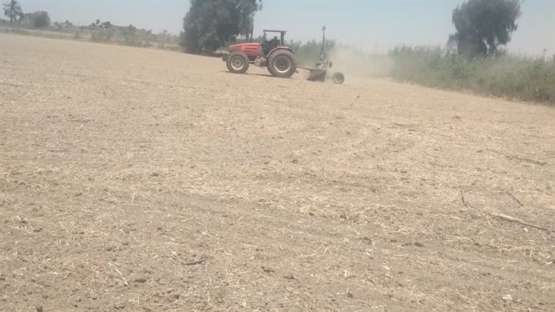 زراعة الذرة الشامية
