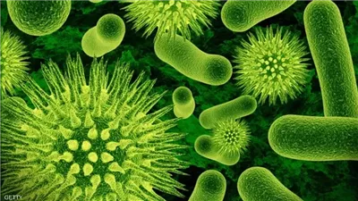 فوائد مذهلة لـ البكتيريا النافعة لدى النساء.. تحسين للهضم وتقوية للمناعة