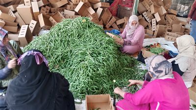 انطلاق موسم تصدير الفاصوليا الخضراء من شبين القناطر وطوخ