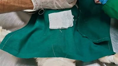 نجاح عملية قيصرية لإنقاذ قطة في الغربية بعد تعثر ولادتها