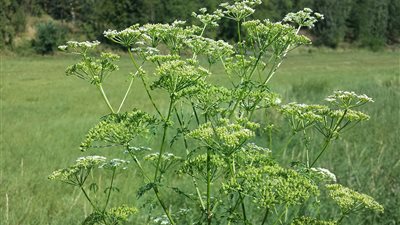 نبات الشوكران السام.. يشبه البقدونس وقد يؤدي إلى الوفاة