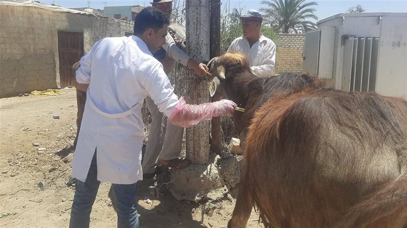 القوافل البيطرية