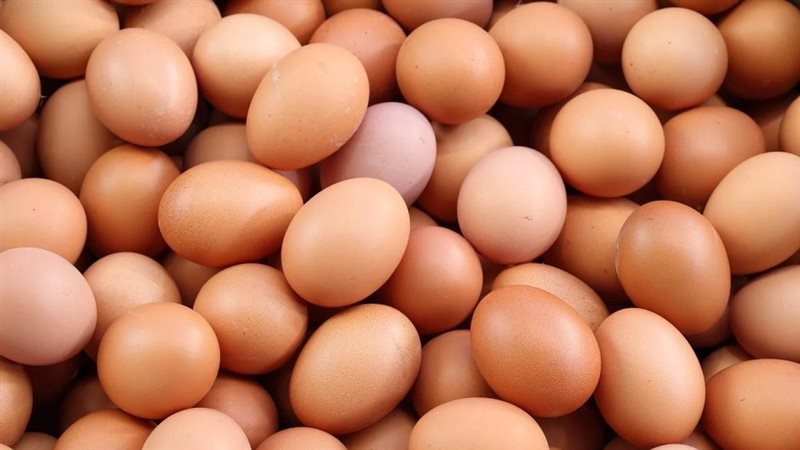 أسعار البيض الأحمر
