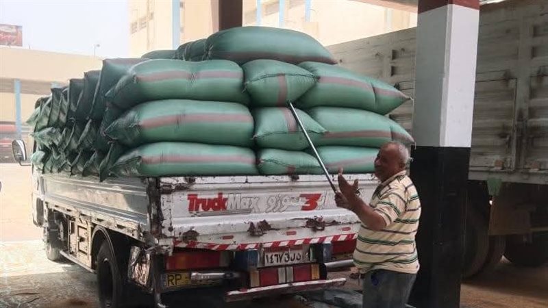 توريد محصول القمح