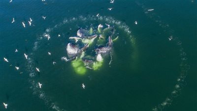 اكتشاف علمي مذهل.. الحيتان الحدباء تستخدم حلقات فقاعية للتواصل مع البشر