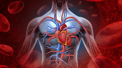 هبوط الدورة الدموية المفاجئ: الأسباب الأكثر شيوعًا وطرق الوقاية الفعالة