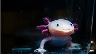 سمندل الماء المتوهج يكشف سر تجدد الأطراف..هل اقترب حلم شفاء الإنسان؟