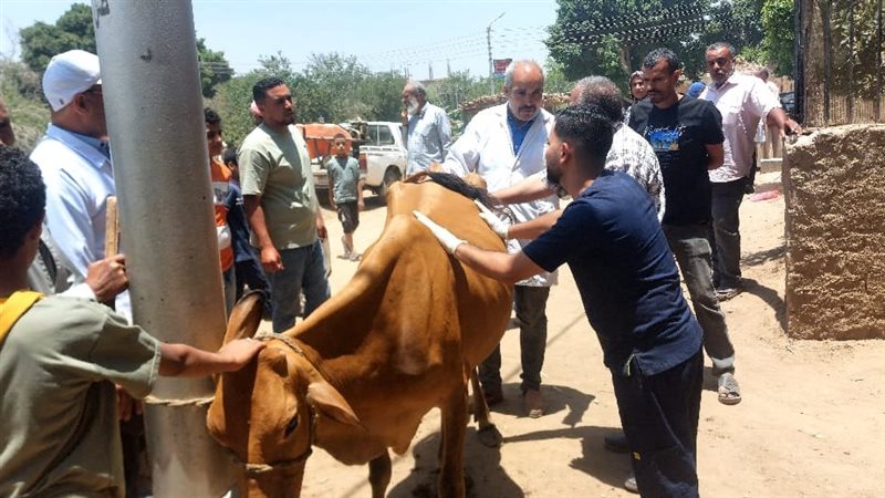 جامعة المنيا