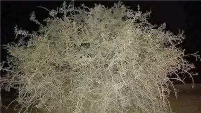 بعد التوتر بين إيران وإسرائيل.. أعرف حكاية شجرة الغرقد