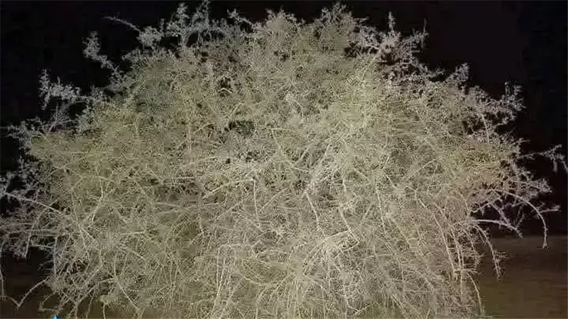 شجرة الغرقد