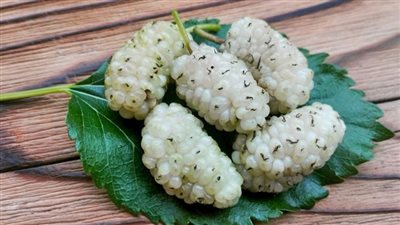 التوت الأبيض فاكهة موسمية مذهلة لصحة الجسم والبشرة