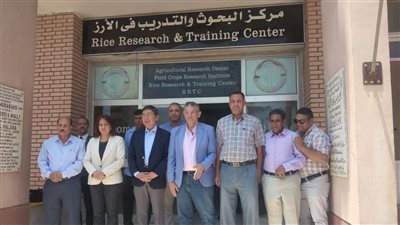 للإطلاع على تجارب زراعة الأرز.. 