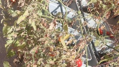 نجاح تجربة زراعة أعلى أسطح 3 عقارات بمدينة الأسمرات