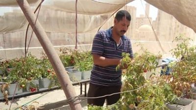 محافظة القاهرة تبدأ في زراعة الأسطح: بدأنا بـ3 عقارات في الأسمرات   