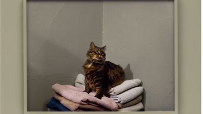 تعرف على الآنسة ساسي قطة أشعلت خيال ترامب ومعرض “اللعبة” لتارين سيمون