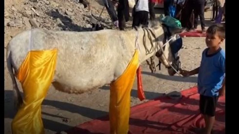 مهرجان لتكريم “الحمار”