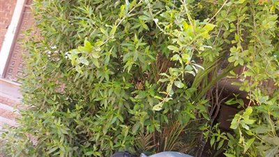 عقب تعدد الشكاوي.. بدء تنفيذ حملة لمكافحة القوارض بدمياط 