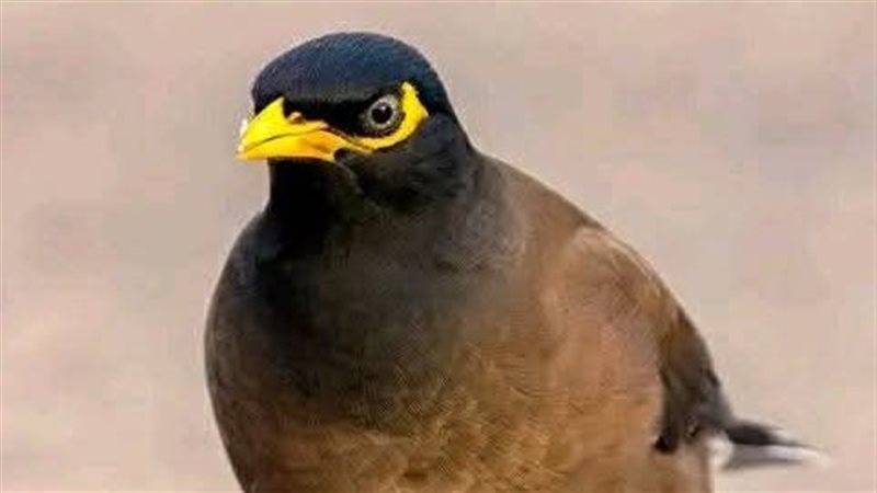 طائر المينا الشائعة