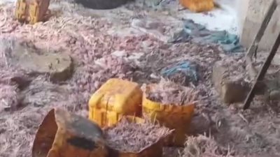 ضبط مجزر يقوم بفرم هياكل ودهون الدواجن لتصنيع اللانشون والبرجر ببنى سويف 