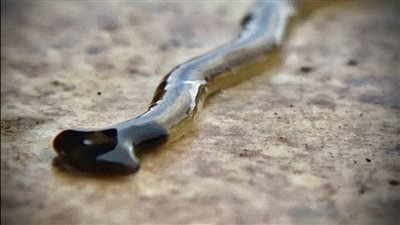 ديدان سامة تجتاح ولاية تكساس الأمريكية وتثير الذعر بين السكان