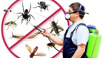 استهدفنا 5.5 مليون فدان.. مكافحة الآفات تنهي أعمال حملتها على القوارض 