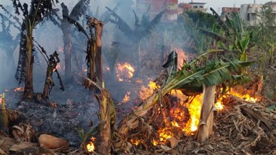 السيطرة على حريق شب بجنينة موز في عزبة عطا بالمنوفية