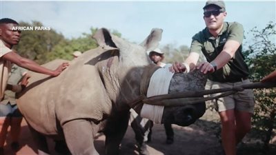 الرحلة المستحيلة.. نقل70 وحيد القرن من جنوب إفريقيا لرواندا .. تعرف عليها