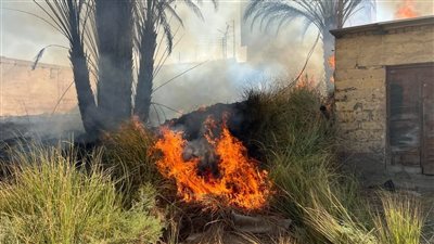 حريق محدود في زراعات الهيش بنجع حمادي دون إصابات|صور