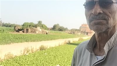 ورد النيل يُهدد الزراعة في شبين الكوم.. والأهالي يطالبون بتطهير الترع